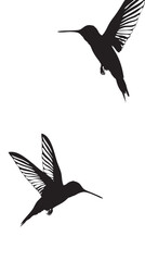 Fototapeta premium Hummingbirds silhouette isolated in White background
