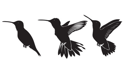 Obraz premium Hummingbirds silhouette isolated in White background