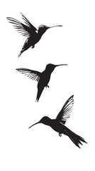 Obraz premium Hummingbirds silhouette isolated in White background