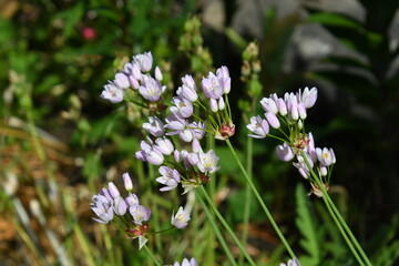 blüten vom rosenlauch