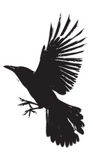 Isolated carrion crow in flight with fully open wings silhouette