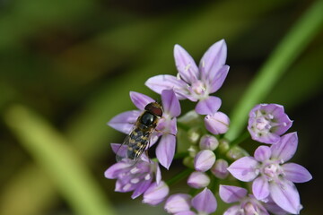 schwebfliege auf blüten eines einblättrigen lauchs