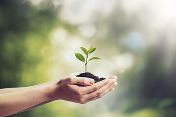 Planting a young tree in the forest, close-up of hands covering soil around the sapling, calm nature sounds, concept of environmental care and sustainability.