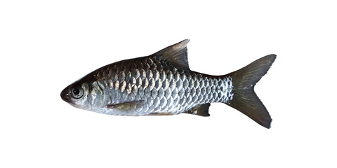 Spotted barb (Barbodes Binotatus) specimen on transparent background