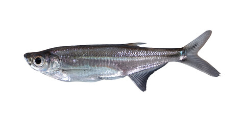 Seluang Langkai (Oxygaster Anomalura) on transparent background