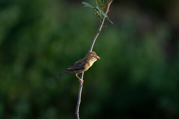 A small baya weaver bird perches on a thin branch against a soft, vibrant green background.