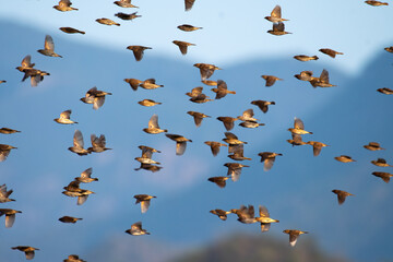 A large, dynamic flock of Scaly breasted munias in mid flight, creating a beautiful pattern against a soft, blurred background.