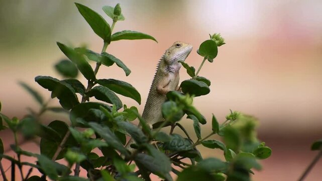 The oriental garden lizard, common garden lizard, bloodsucker, or changeable lizard is a garden lizard found widely distributed in India