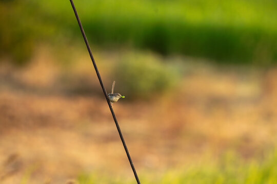 A charming Brown  Prinia perched on a wire with mouth full of non veg ffod  in lush green agriculture field. The background is blurred and ideal contrast in color.