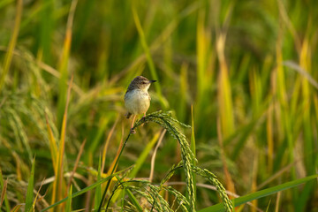 A charming Brown  Prinia rest on the stalk of a rice plant with food in mouth in lush green...