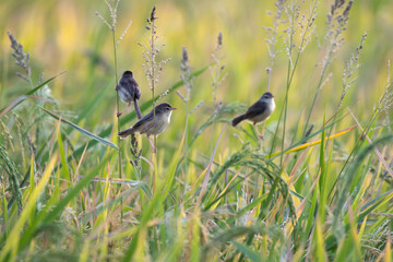 A charming Brown  Prinia rest on the stalk of a rice plant  in lush green agriculture field. The background is blurred and ideal contrast in color.