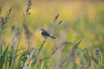 A charming Brown  Prinia rest on the stalk of a rice plant  in lush green agriculture field. The...