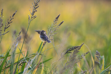 A charming Brown  Prinia rest on the stalk of a rice plant  in lush green agriculture field. The...