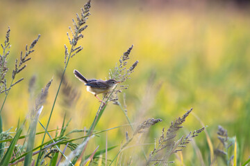 A charming Brown  Prinia rest on the stalk of a rice plant  in lush green agriculture field. The...