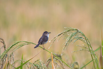 A charming Brown  Prinia rest on the stalk of a rice plant with food in mouth in lush green...