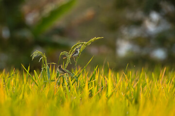A pair of charming Plain Prinia rest on the stalk of a rice plant in lush green agriculture field.