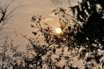 The rising sun peeks through the silhouette branches and delicate leaves of bamboo, casting a warm, ethereal glow across the sky.