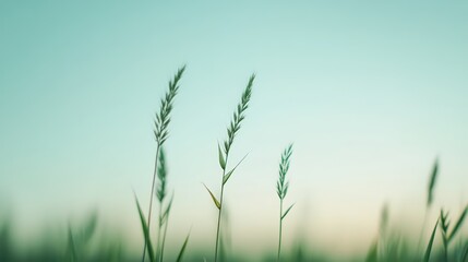 Fototapeta premium Soft Sage Green Gradient Background with Subtle Mint Blur Effect