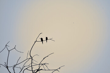 A pair of Bee eater in silhouette perches on a thin branch with beautiful blurred golden time sky.