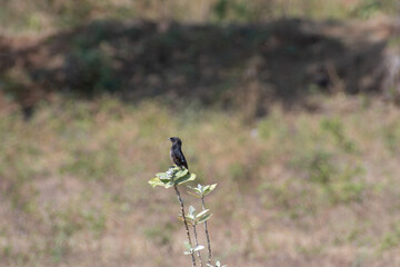 A close up of a small dark colored songbird perched on the top of a green plant, against a softly blurred natural background.