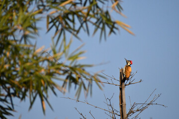 A vibrant Woodpecker with striking yellow and black plumage and red crown perched on a top of tree...