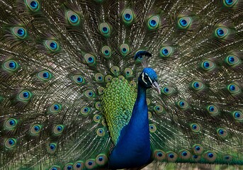 Obraz premium Close-up of a Majestic Peacock with Displayed Tail Feathers. Generative Ai