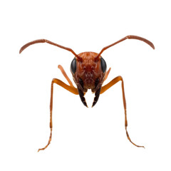 red ant with transparent background PNG and JPEG image