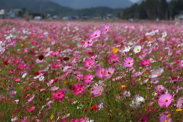 Fototapeta premium Cosmos flower fields.