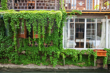 Ivy climber plant on cafe or restaurant at Zhujiajiao town