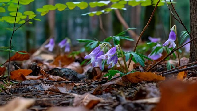 Close-up of delicate purple fumewort flowers and green foliage surrounded by brown fallen leaves on a forest floor