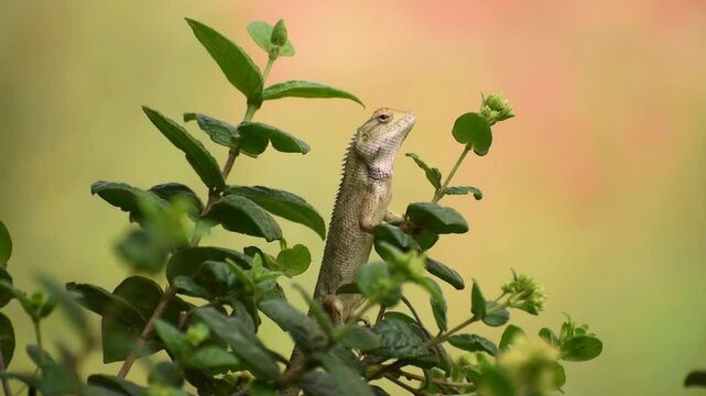 The oriental garden lizard, common garden lizard, bloodsucker, or changeable lizard is a garden lizard found widely distributed in India