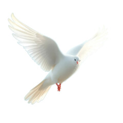 Obraz premium dove of peace with transparent background PNG and JPEG image