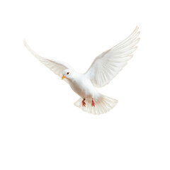 dove of peace with transparent background PNG and JPEG image