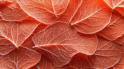 Fototapeta premium Detailed Fall Leaves Background: Translucent Orange and Red Hues with Intricate Veins