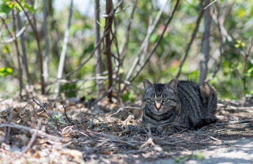 寝そべってくつろぐ可愛い野良猫