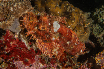 Fish swim in the Sea of the Philippines
