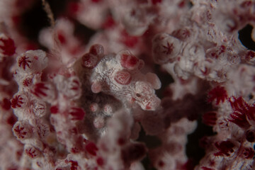 Coral reef and water plants in the Sea of the Philippines
