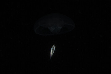 Fish swim in the Sea of the Philippines
