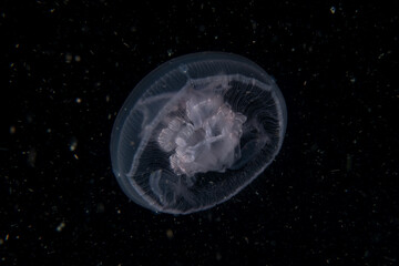 Box jellyfish swimming in the ocean of the Philippines
