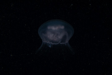 Box jellyfish swimming in the ocean of the Philippines
