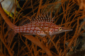 Fish swim in the Sea of the Philippines
