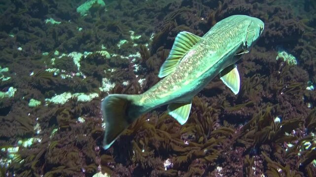 Underwater video of a fish swimming over a rocky seabed with seaweed, captured from a side angle, showcasing marine life in natural habitat.