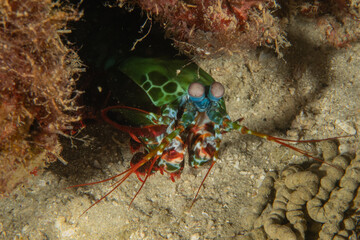 Mantis shrimp in the Sea of the Philippines