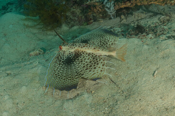 Fish swim in the Sea of the Philippines
