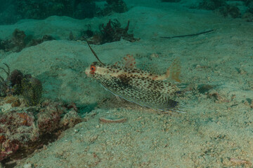 Fish swim in the Sea of the Philippines
