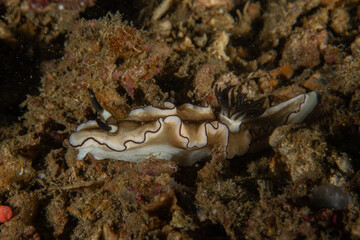 A Nudibranch Sea slug in the Sea at Anilao, Philippines
