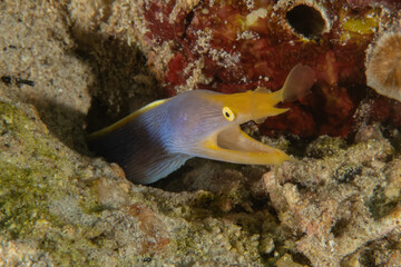 Blue Ribbon Eel in the Sea of the Philippines
