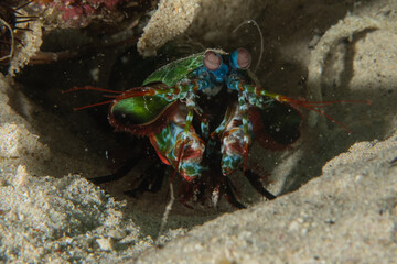 Mantis shrimp in the Sea of the Philippines