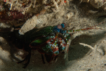 Mantis shrimp in the Sea of the Philippines
