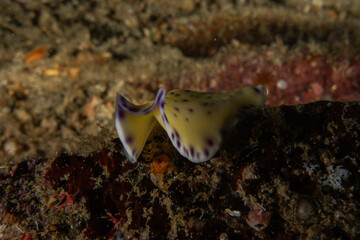 A Nudibranch Sea slug in the Sea at Anilao, Philippines
